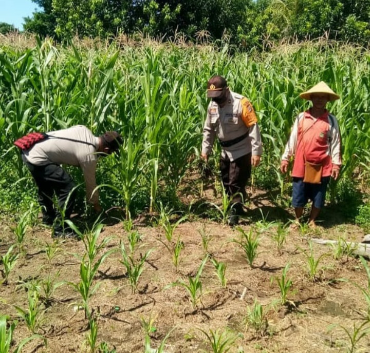 Bimas Noken Polsek Nabire Kota Lakukan Kegiatan Pertanian di BMW