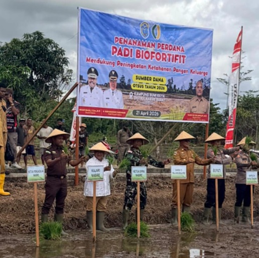 (Pemkab Nabire Genjot Penanaman Padi Biofortifikasi untuk Atasi Stunting dan Perkuat Ketahanan Pangan)