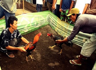 sabung ayam