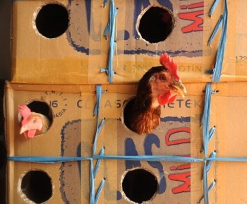 ayam