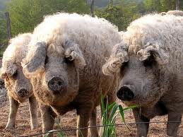 babi