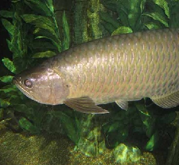 (Ikan Kaloso (Arwana Papua)