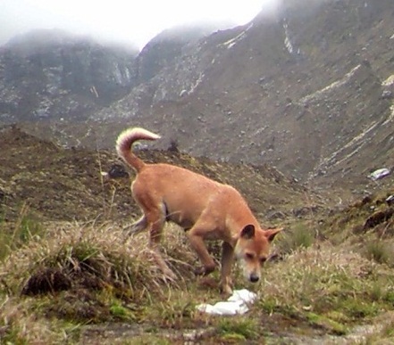 (Anjing Papua Nugini yang ditemukan di dataran tinggi Papua/Sumber Foto.New Guinea Highland Wild Dog Foundation)