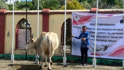 (Sapi Qurban Bantuan Presiden di Papua Tengah Capai 900 Kilogram Berasal dari Nabire)