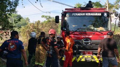 (Kebakaran Lahan di Belakang PLTMG Kalibobo Diduga Dibakar OTK, Damkar Bergerak Cepat)