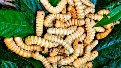 (Ulat Kayu dari Hutan Siriwo Papua Tengah )
