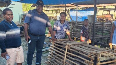 (Kepala Suku Nduga Puji Bantuan Bibit Babi dari Pemerintah, Sebut Bukti Nyata Kepedulian Negara)