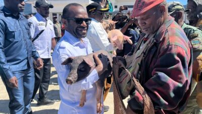(Pemkab Deiyai Salurkan 450 Bibit Babi kepada Kelompok Masyarakat, Dorong Peternakan Jadi Sumber Ekonomi Baru)