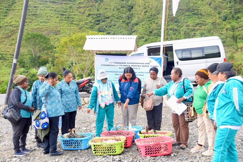 (TP PKK Papua Tengah Salurkan 50 Ekor Ayam Kampung untuk Lima Kelompok Peternak di Puncak Jaya)