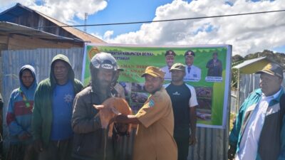 (Pemkab Deiyai Salurkan Bantuan Ternak Babi Tahap II untuk Peternak di Tigi Barat)