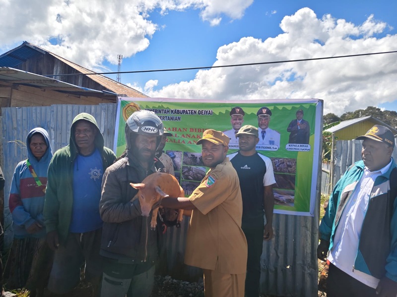 Pemkab Deiyai Salurkan Bantuan Ternak Babi Tahap II untuk Peternak di Tigi Barat