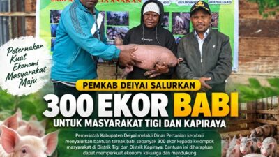 (Pemkab Deiyai Salurkan 300 Ekor Babi untuk Masyarakat Tigi dan Kapiraya)