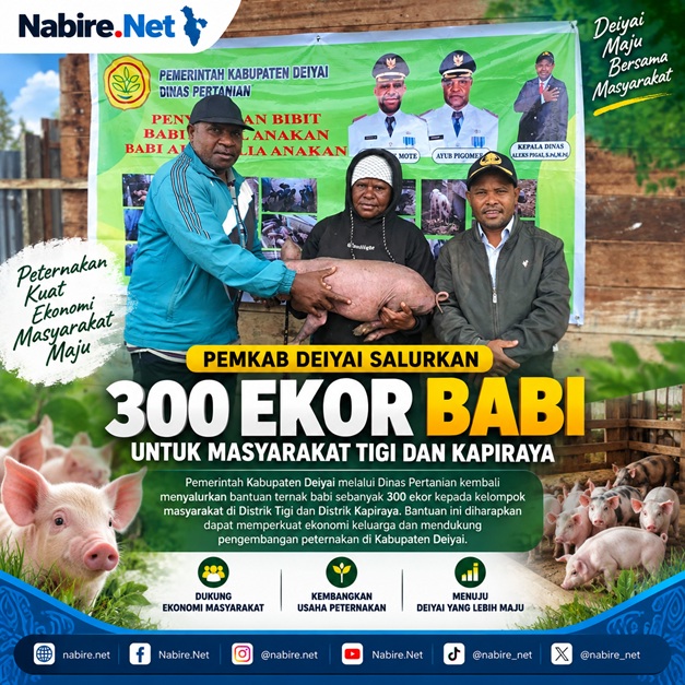 (Pemkab Deiyai Salurkan 300 Ekor Babi untuk Masyarakat Tigi dan Kapiraya)