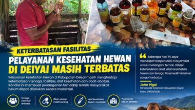 (Peternak Deiyai Kesulitan Akses Layanan Kesehatan Hewan)