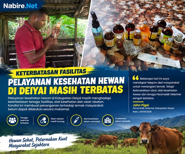 (Peternak Deiyai Kesulitan Akses Layanan Kesehatan Hewan)