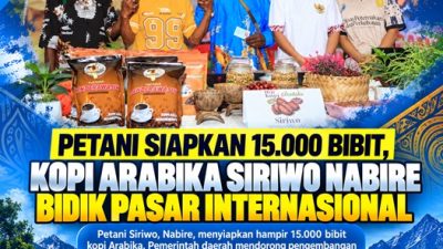 (Petani Siapkan 15.000 Bibit, Kopi Arabika Siriwo Nabire Bidik Pasar Internasional)
